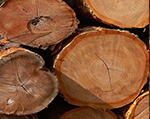 firewood-newton_abbot Firewood Newton Abbot